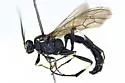 Ctenichneumon columbianus