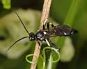 Ctenichneumon minor - photo 2