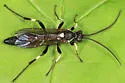 Ctenichneumon minor - photo 3