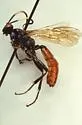 Ctenichneumon semicaeruleus