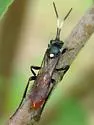 Ctenichneumon semicaeruleus - photo 2