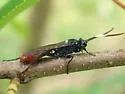 Ctenichneumon semicaeruleus - photo 3