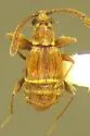 Ctenisis phylanderi