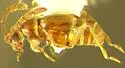 Ctenisis phylanderi - photo 2