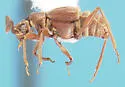 Ctenisodes abruptus - photo 2