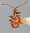 Ctenisodes ocularis