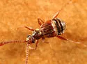 Ctenisodes piceus