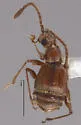Ctenisodes pulvereus
