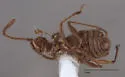 Ctenisodes pulvereus - photo 2