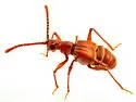 Ctenisodes pulvereus - photo 3