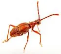 Ctenisodes pulvereus - photo 4