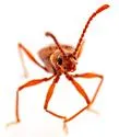 Ctenisodes pulvereus - photo 5