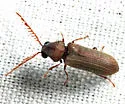 Ctenobium antennatum - photo 4