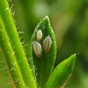 Broom Hedgehog Aphid