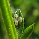 Broom Hedgehog Aphid - photo 2