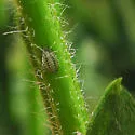 Broom Hedgehog Aphid - photo 3