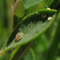 Broom Hedgehog Aphid - photo 4