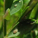 Broom Hedgehog Aphid - photo 5