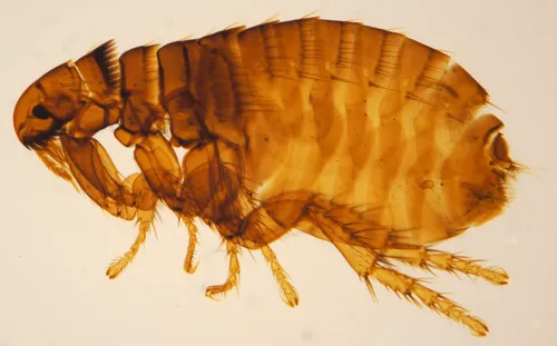 Dog Flea - photo 2