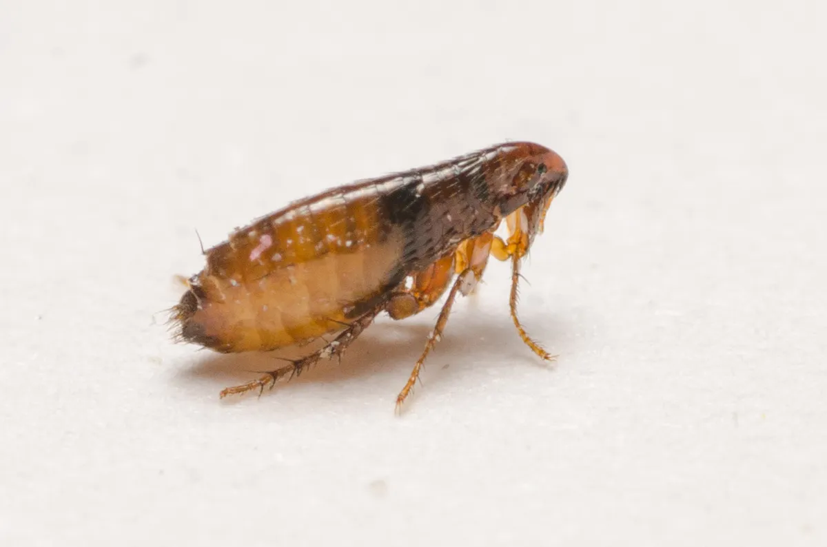 Cat Flea - photo 4