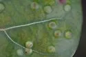 Ctenodactylomyia watsoni - photo 4