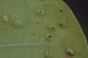 Ctenodactylomyia watsoni - photo 5