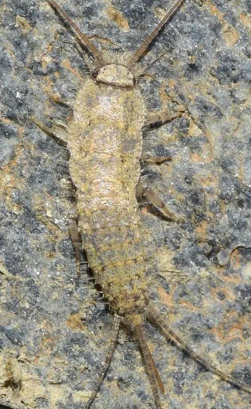 Ctenolepisma almeriense