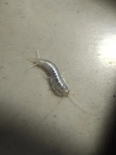 Sri Lankan Ghost Silverfish