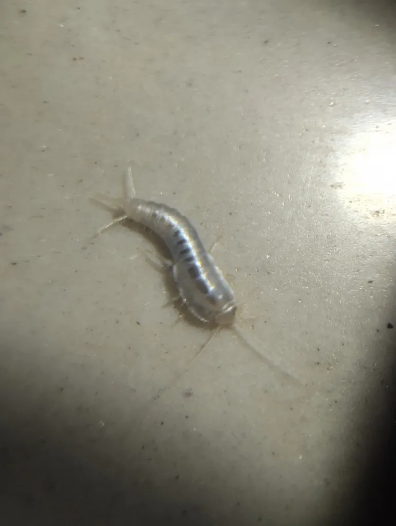 Sri Lankan Ghost Silverfish - photo 2