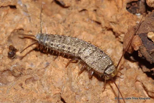 Ctenolepisma ciliatum