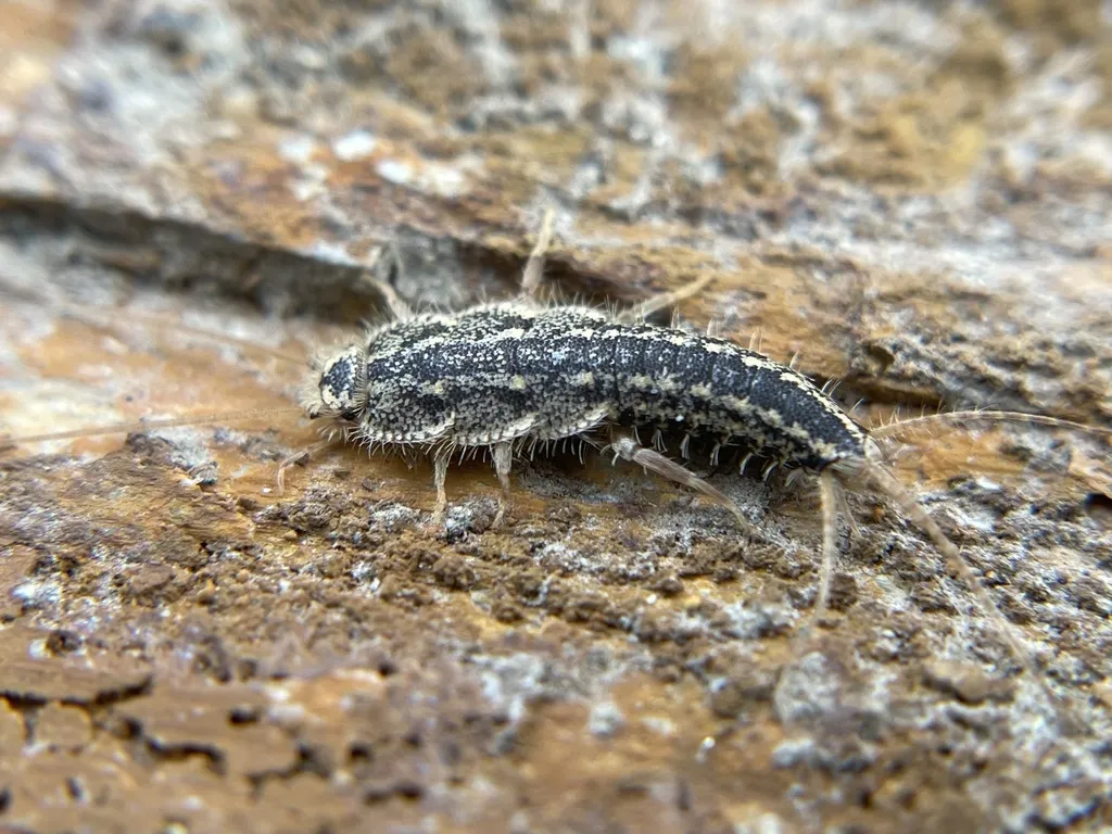 Four-lined Silverfish - photo 3