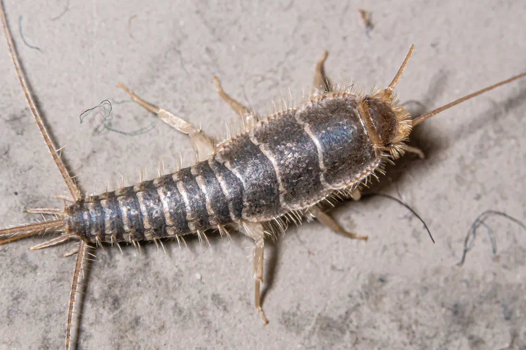 Gray Silverfish - photo 2
