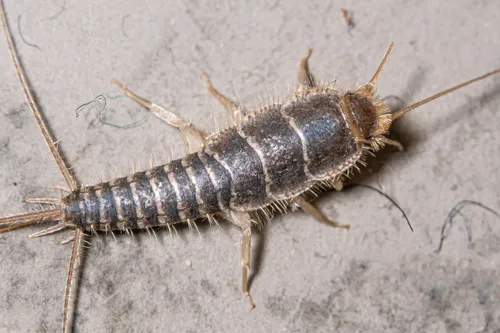 Gray Silverfish - photo 3