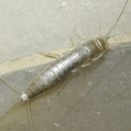 Ghost Silverfish