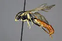 Ctenopelma nigricorne