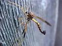Ctenophora apicata