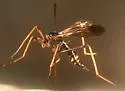 Ctenophora apicata - photo 3