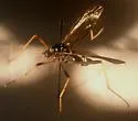 Ctenophora apicata - photo 4