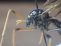 Ctenophora apicata - photo 5
