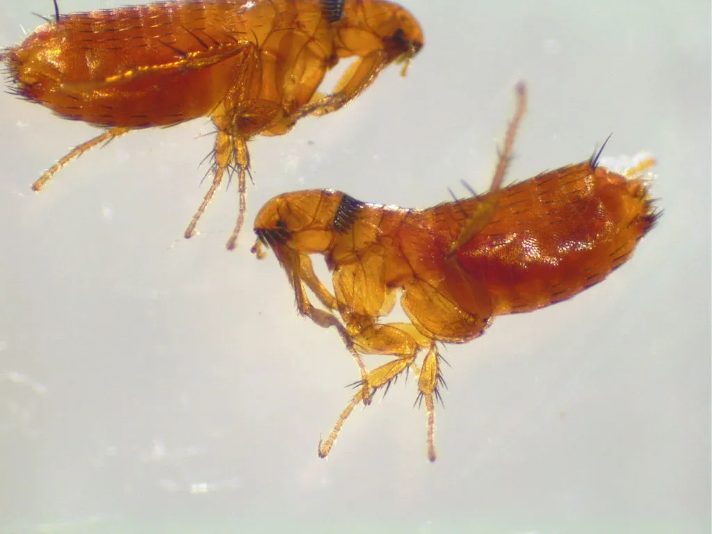 Ctenophthalmidae - photo 2
