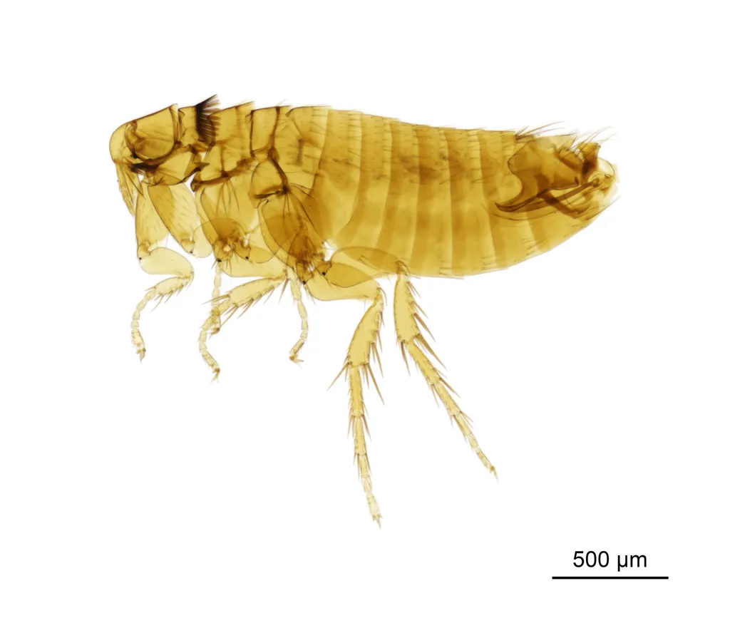 Ctenophthalmus congener - photo 2