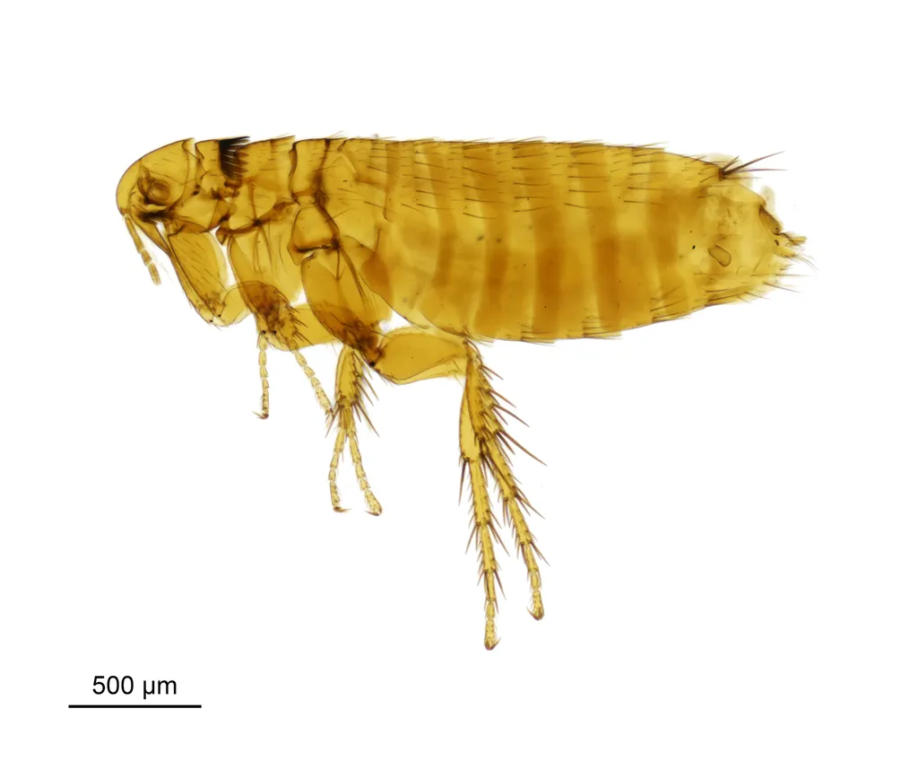 Ctenophthalmus nobilis - photo 2