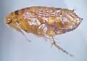 Ctenophthalmus pseudagyrtes