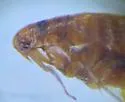 Ctenophthalmus pseudagyrtes - photo 2
