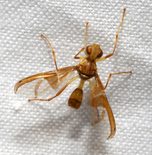 Ctenostylidae - Ctenostylidae