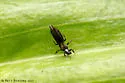 Ctenothrips bridwelli