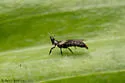 Ctenothrips bridwelli - photo 2