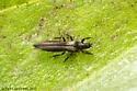 Ctenothrips bridwelli - photo 3