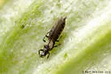 Ctenothrips bridwelli - photo 4