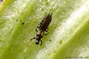 Ctenothrips bridwelli - photo 5